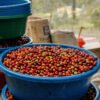 RWANDA - SINGLE ORIGIN - Image 3